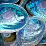 Nacre Mother of Pearl