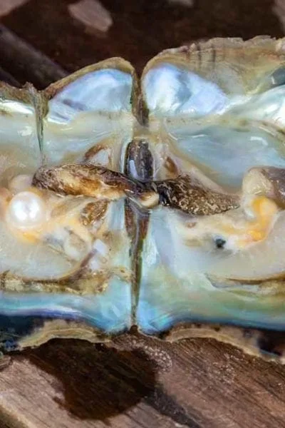 white-lipped-pinctada-maxima